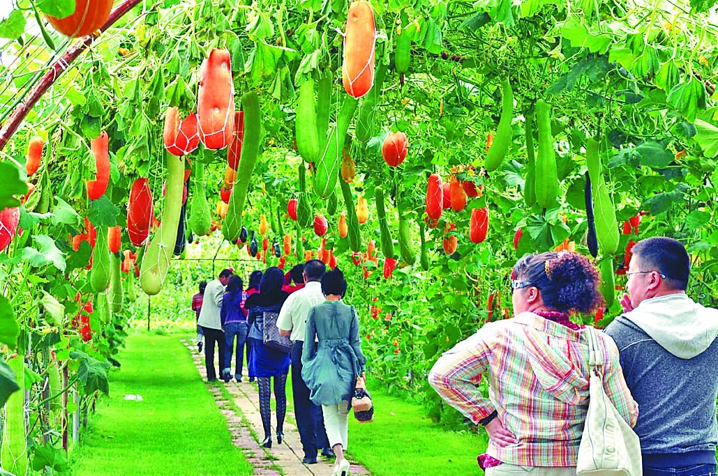 返乡创业都有哪些项目,年轻人返乡创业项目有哪些