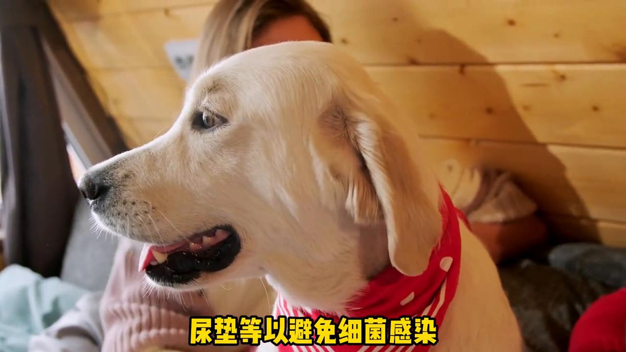 狗狗的第一次发情时间是多久？