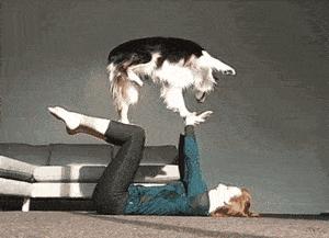 边境牧羊犬为什么贵,边境牧羊犬为什么弃养率很高