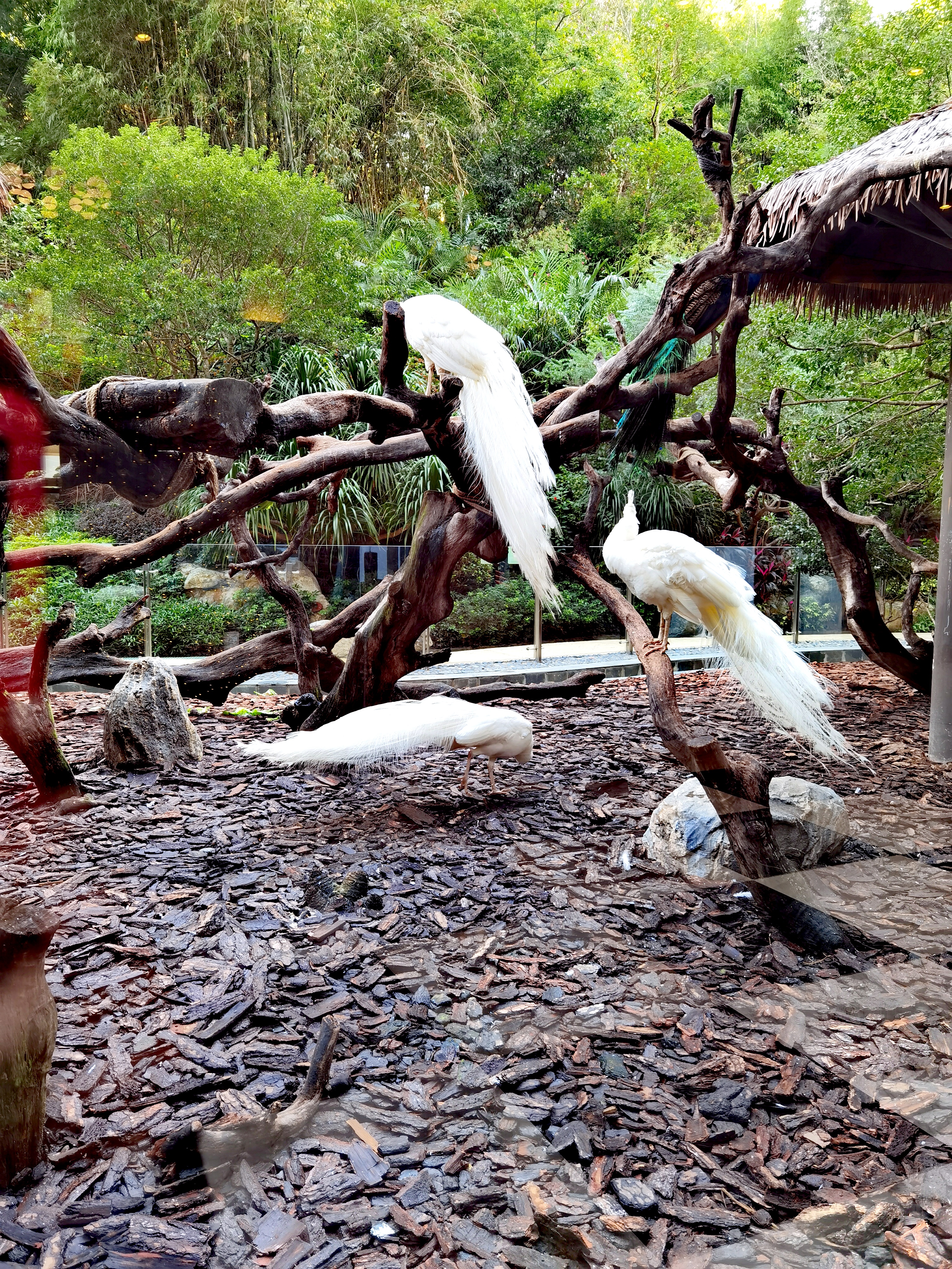 长隆野生动物园,在长隆野生动物园过生日