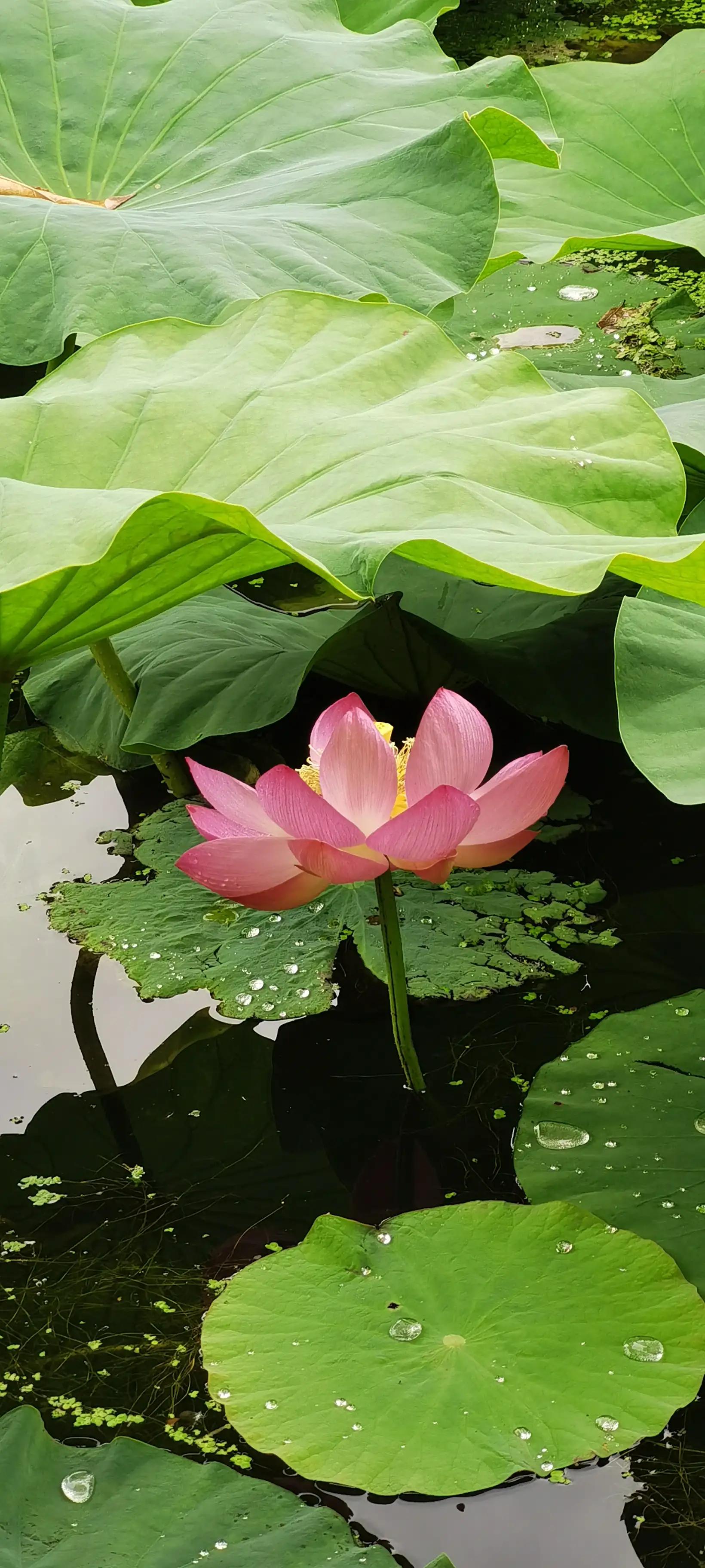 昆明翠湖，“荷”你有约