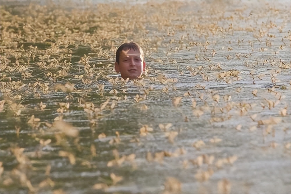 动物的择偶标准,动物择偶