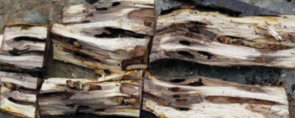 天牛泛滥成灾，数亿防护林被毁