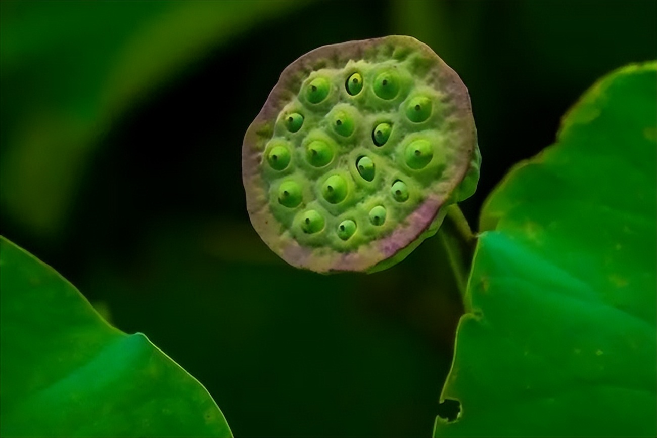 描写莲子长参的诗词,形容莲子好吃的诗句