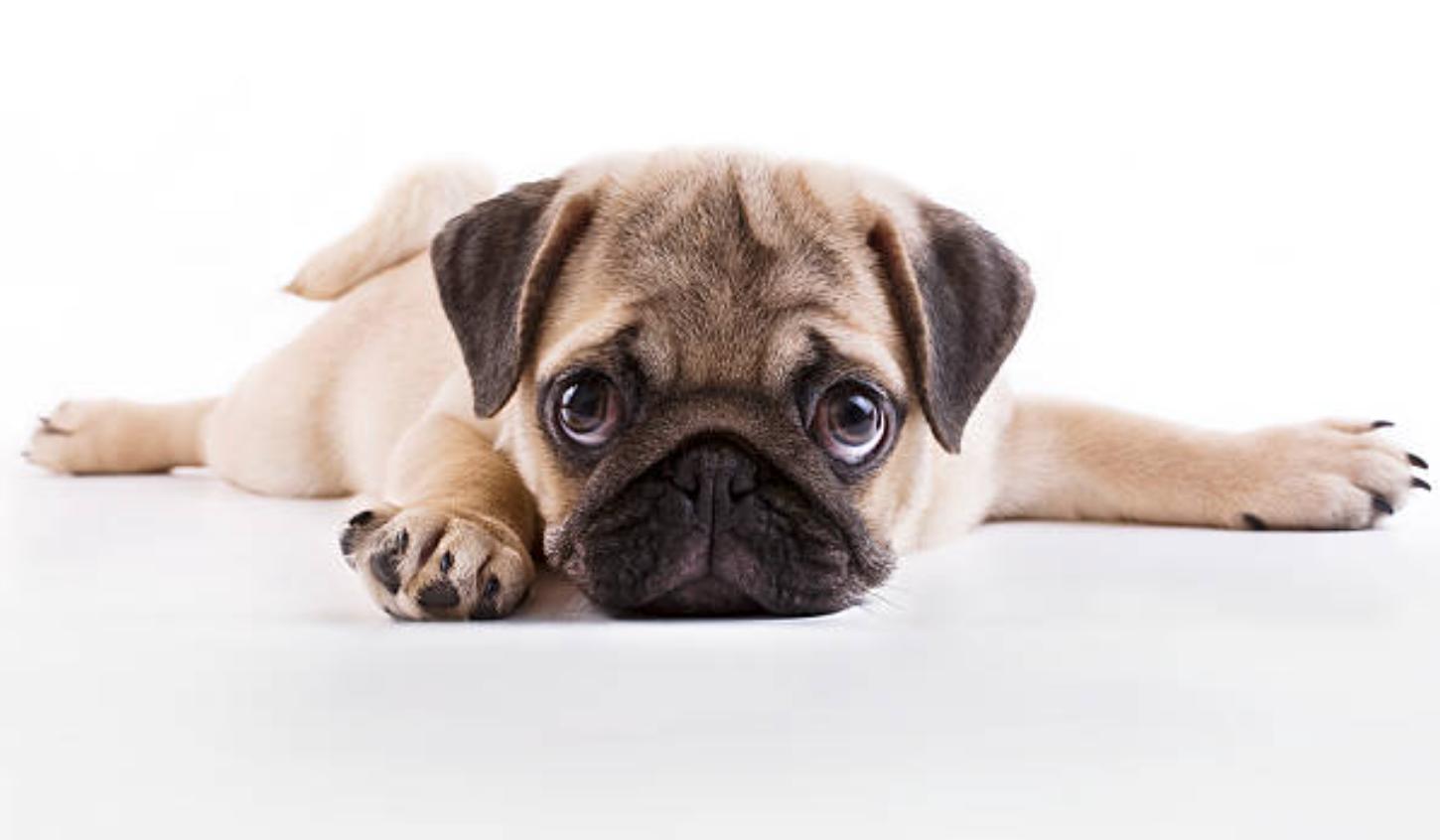 巴哥犬的优点和缺点,巴哥犬的五大优点和缺点