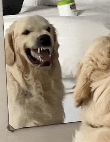 没救了，我家傻狗以为是我“亲生”的