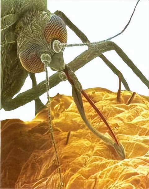 蚊子最怕的3个小妙招,快速让蚊子消失这小技巧