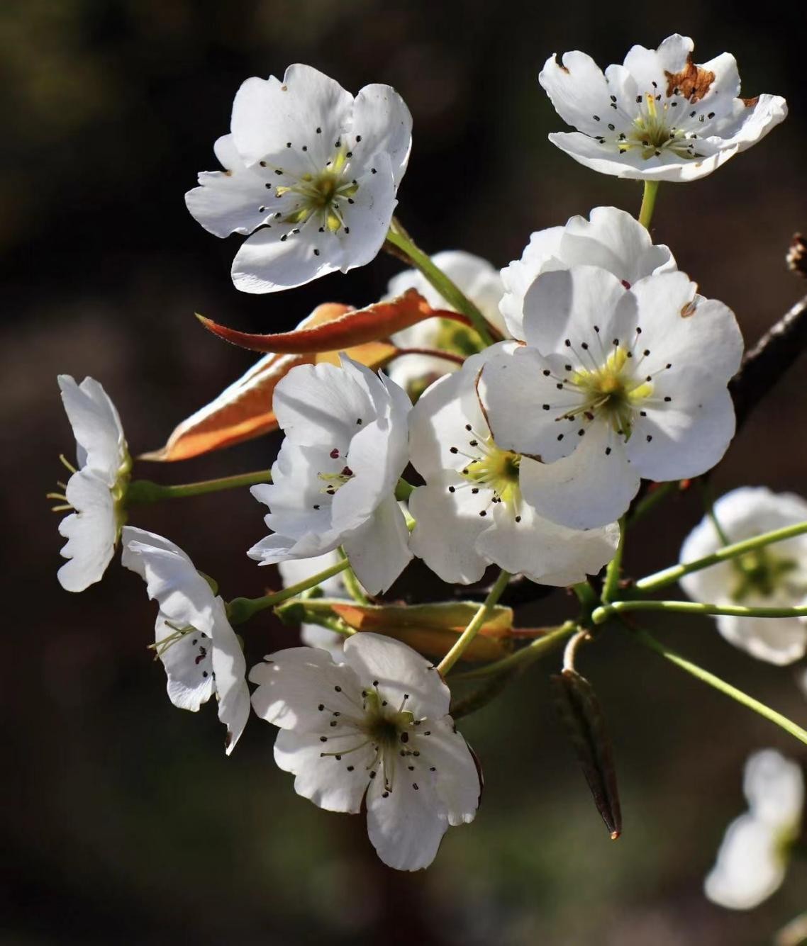 寻找最美春天｜花开四月，翻涌春日悸动！