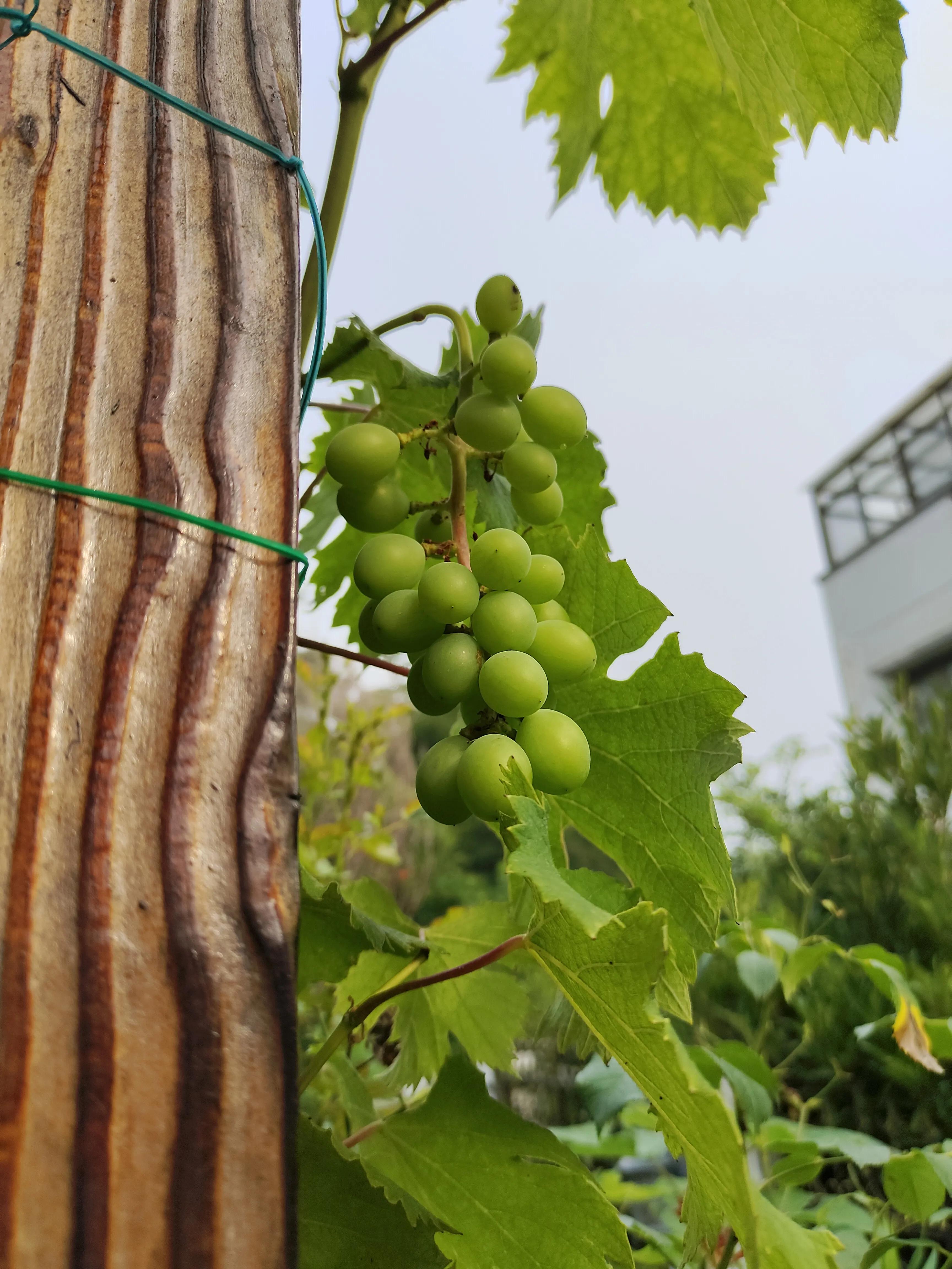 夏天，荷叶，葡萄，草坪，园子里的清凉搭配