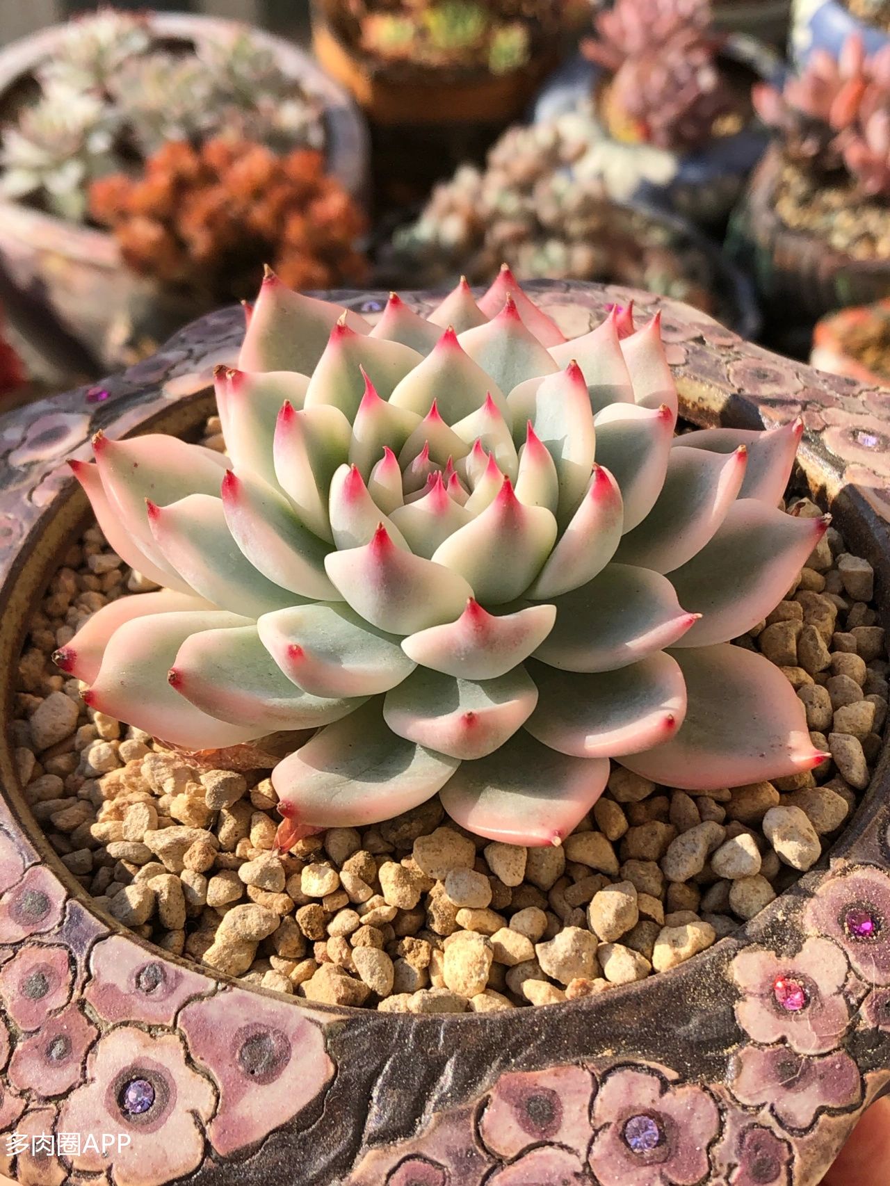 多肉杀虫杀菌的正确方法,多肉杀虫最佳方法不用药