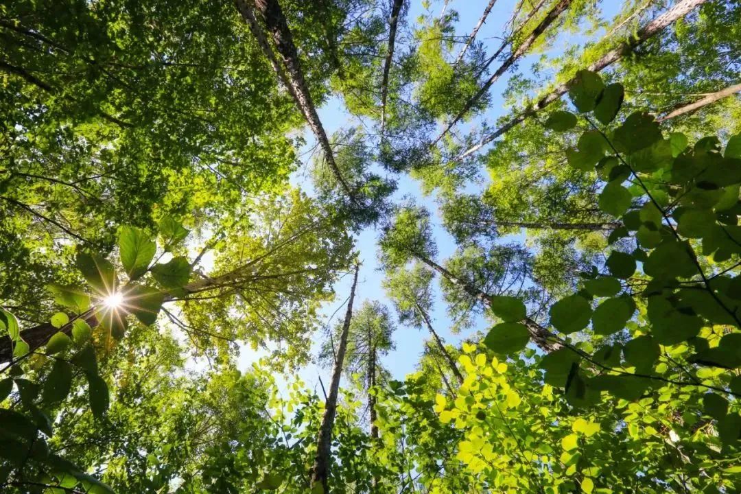 滑雪场开启夏季游,夏季开放的滑雪场