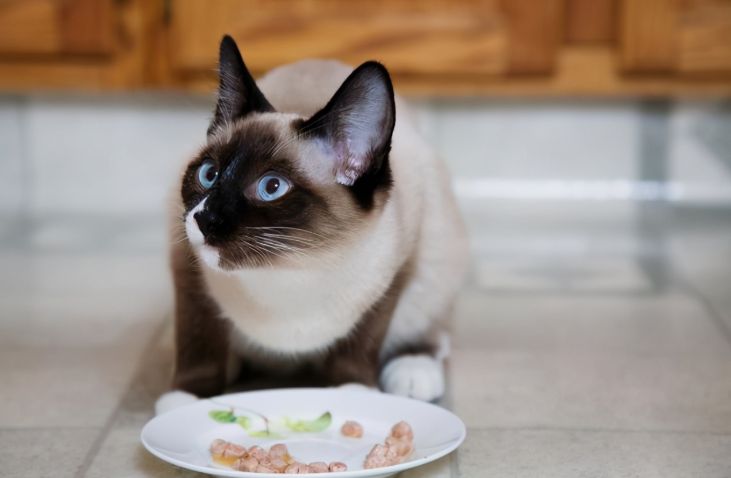 暹罗猫便便臭正常吗,暹罗猫臭