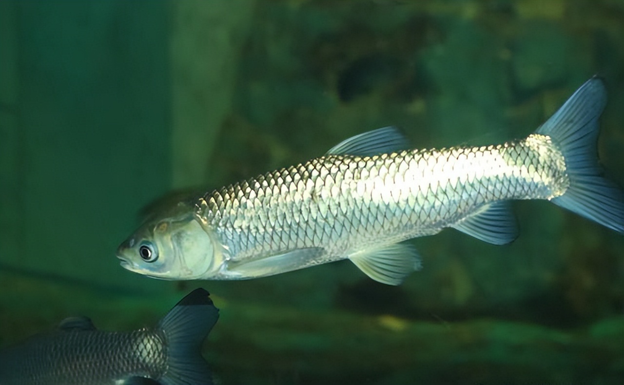 丁丽茹：广告老总跨行养鱼，大圆桶中收获千万财富，是如何做到的