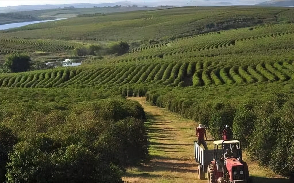 能量咖啡购买,美国能量咖啡价格表