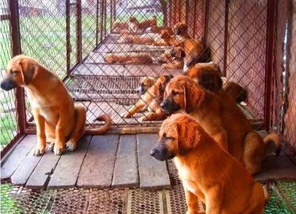 2022年农村养殖新政策,2022年搞什么养殖挣钱