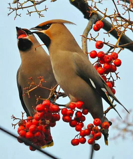 太平鸟图片大鸟,太平鸟图片大全高清壁纸