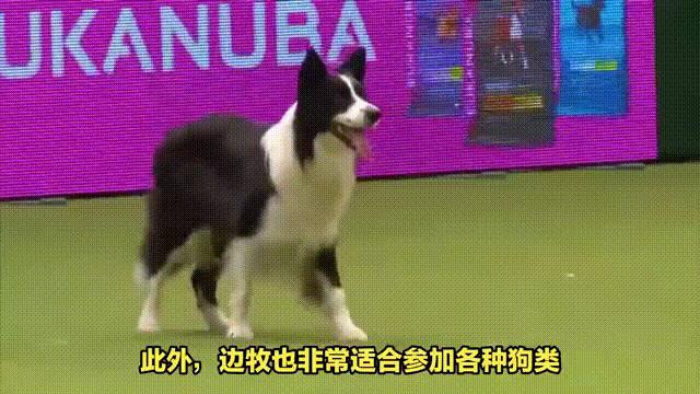 边牧如何养全面教程,如何让边牧养肥