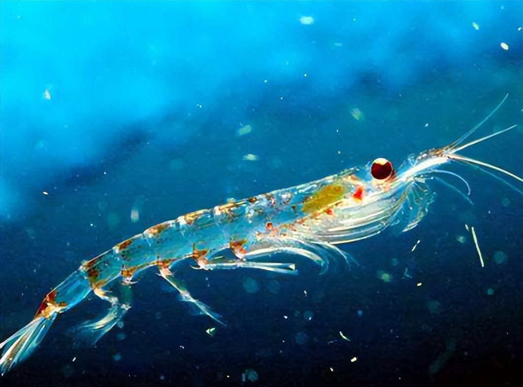 浮游生物是什么,浮游生物是怎么诞生的