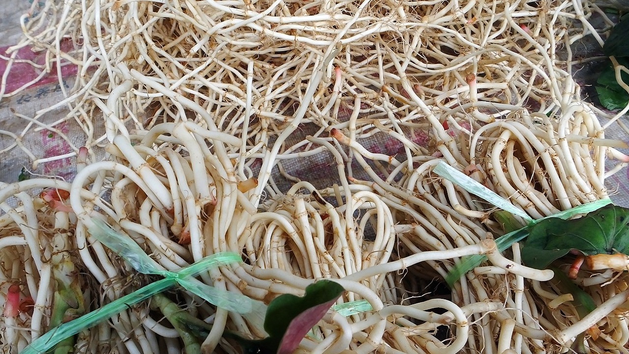 鱼腥草含“马兜铃酸”,有肾毒还致癌?真相你可能不太了解