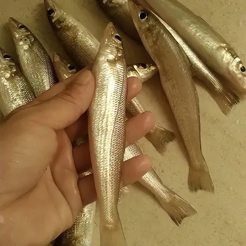 海边最常钓到海鱼品种大全及图片,海边钓鱼最常见的海鱼