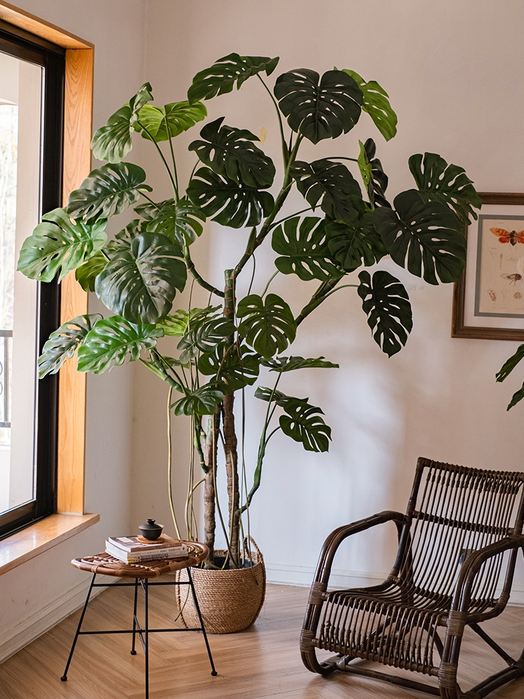 超级好养的大绿植排名前十,比较好养的大型绿植