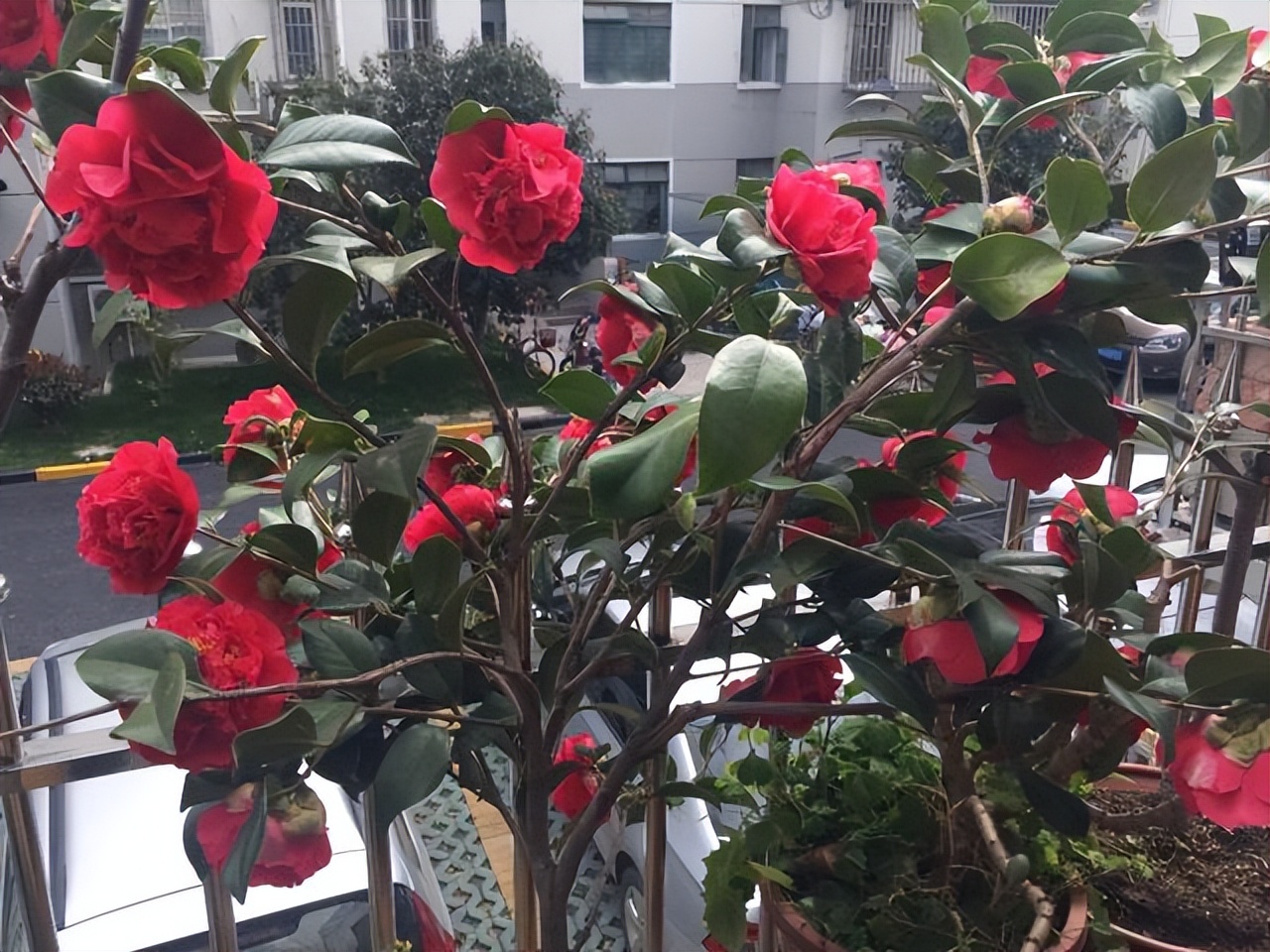 此花艳丽富贵,此花香气扑鼻比绿萝好养