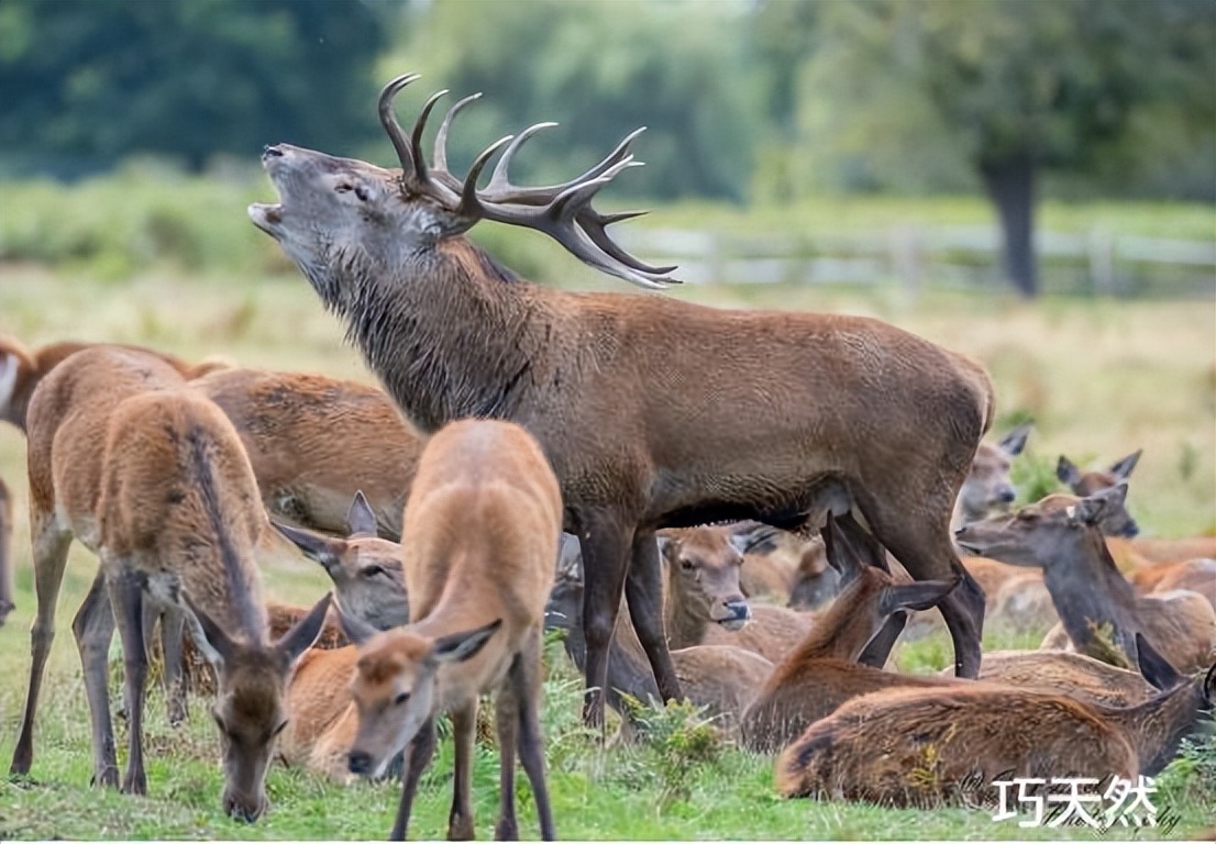 新西兰马鹿茸值得买吗？今天一次性讲明白