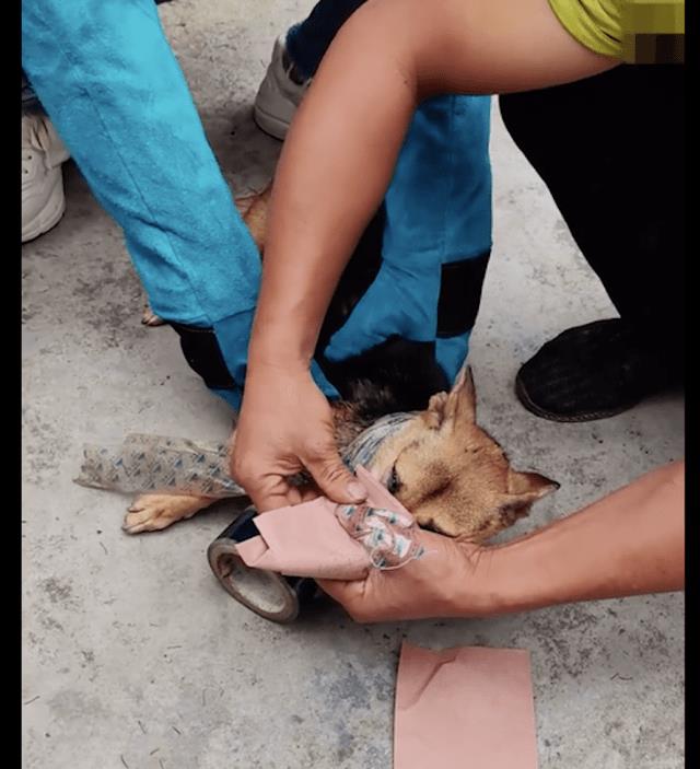 狗狗脖子被绳子系烂了,狗狗脖子烂了是怎么了