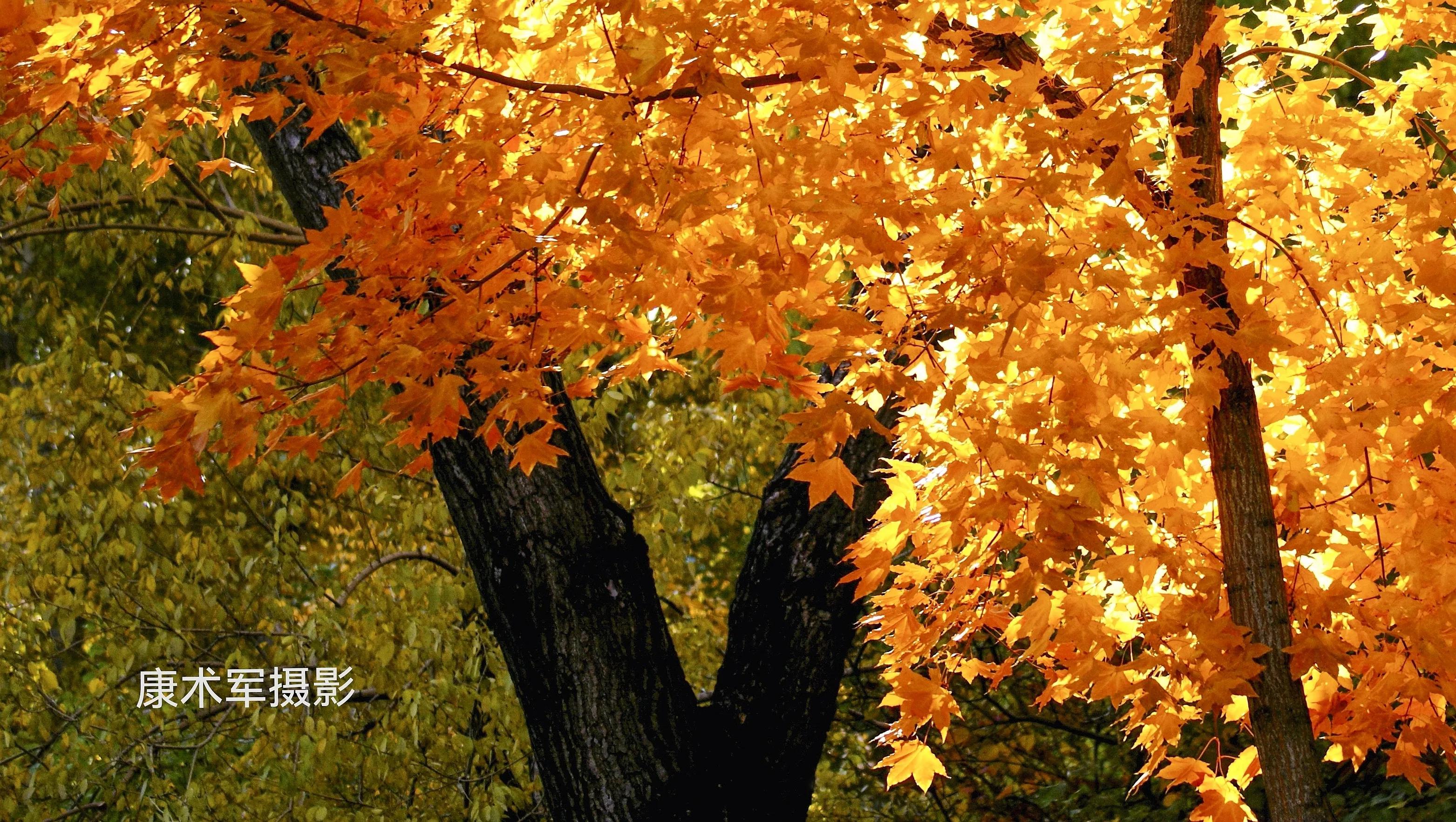 康术军话题:层次的“高低”与划分