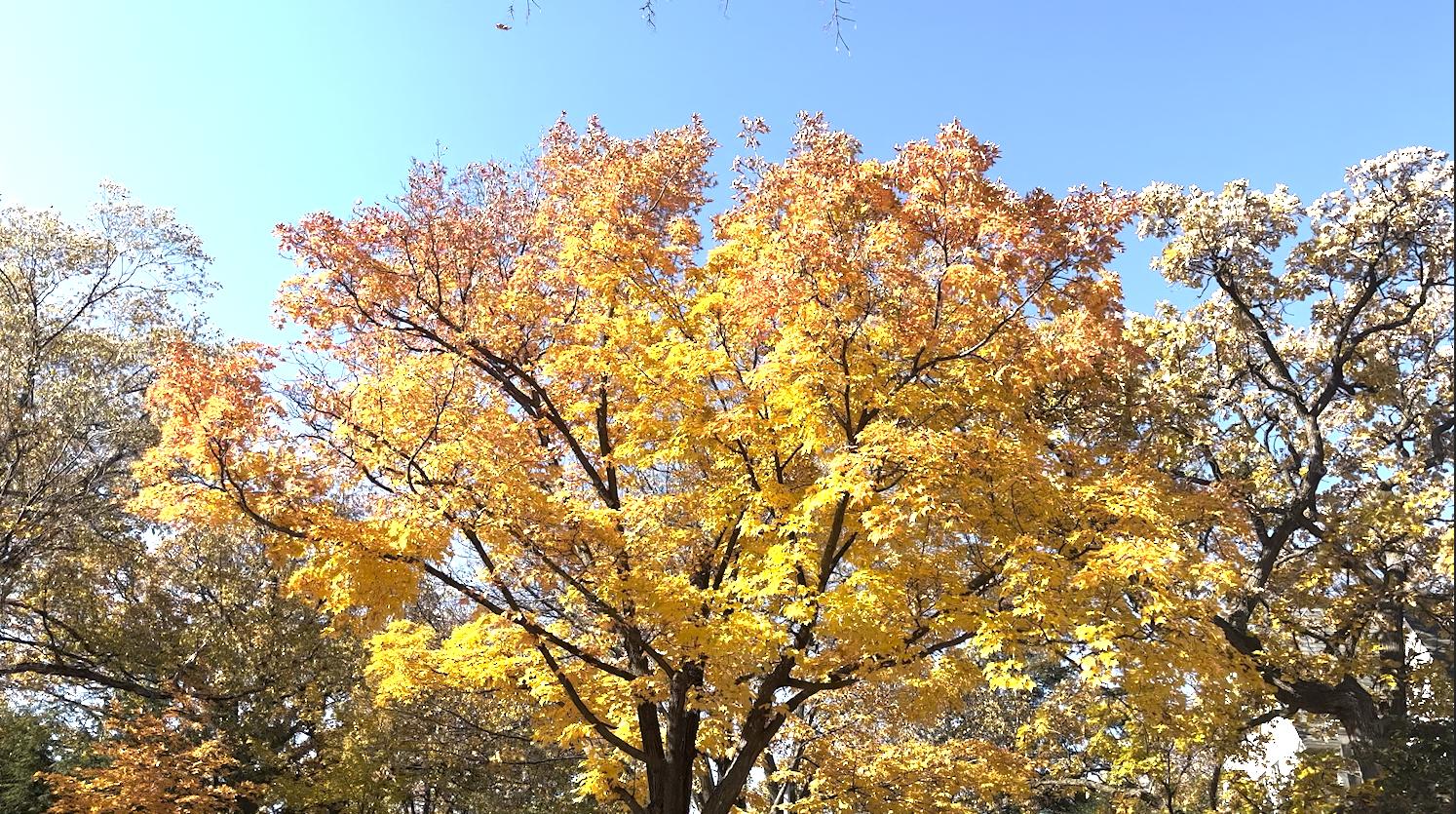 premierepro是什么,premierepro怎么读