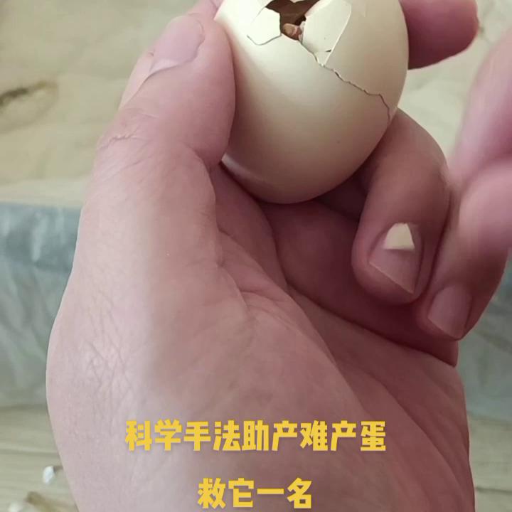 家用孵化器孵化全过程图,一年四季可用的孵化器