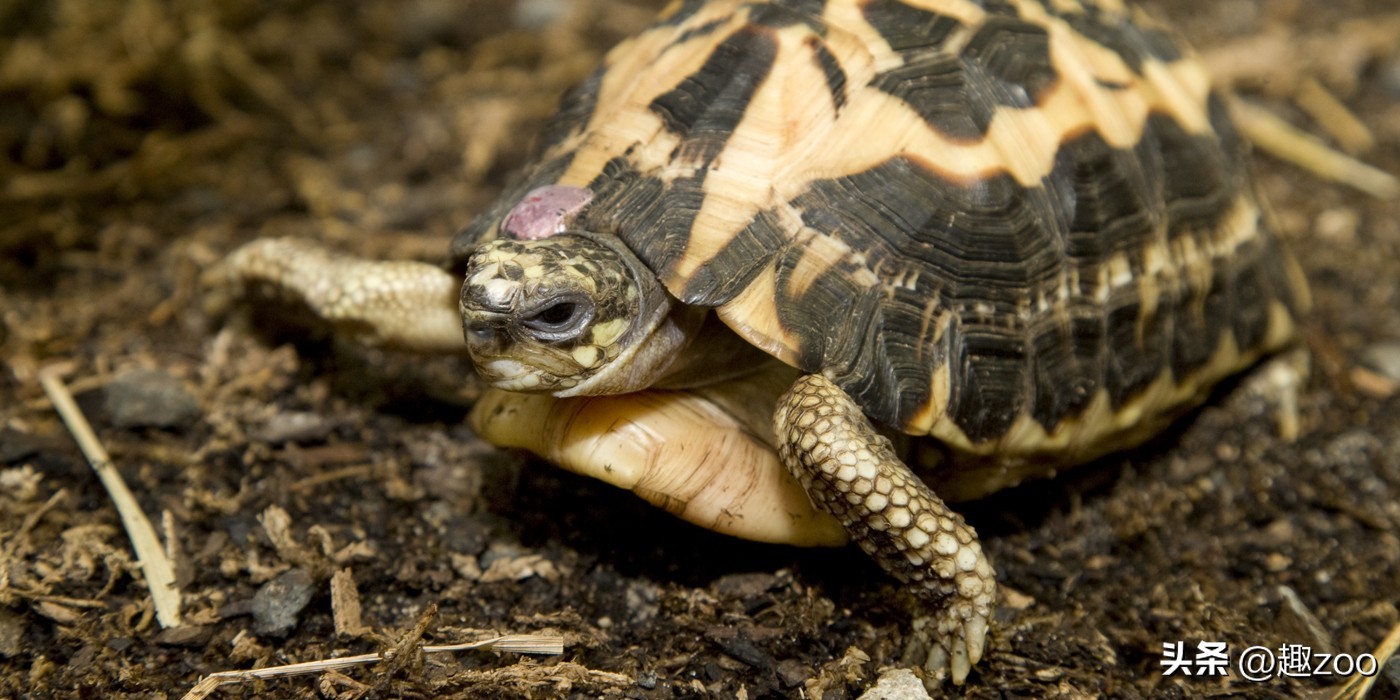 最好养的陆龟排名,十大最好养的陆龟