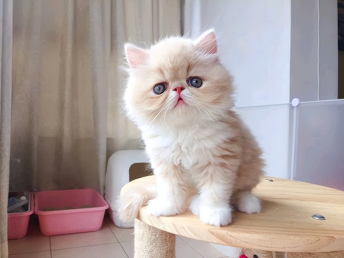 进口猫粮和国产哪个好,尤妮佳进口和本土有什么区别