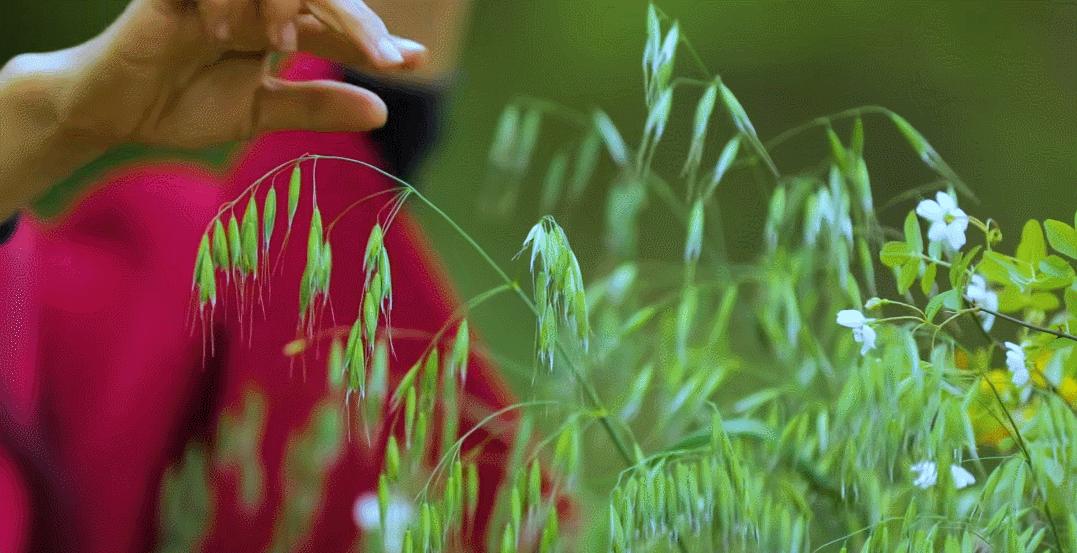 上巳节古老而有诗意的三月三,人间最美三月三