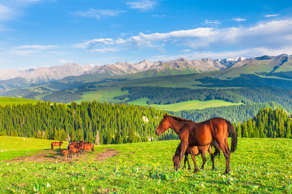 国外最先进的畜牧业,畜牧业大国排名