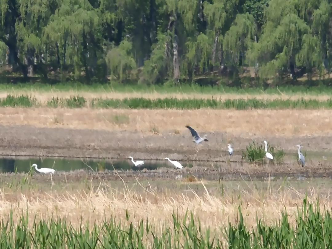 汉石桥湿地公园游感,汉石桥湿地游记