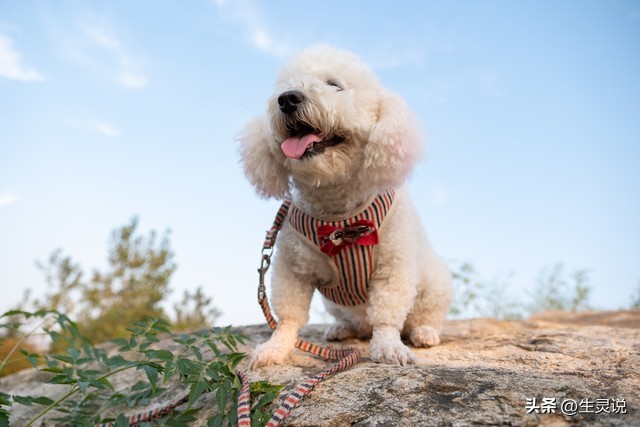 给狗狗打疫苗不小心扎手了有事吗,小狗打完疫苗有什么反应注意哪些