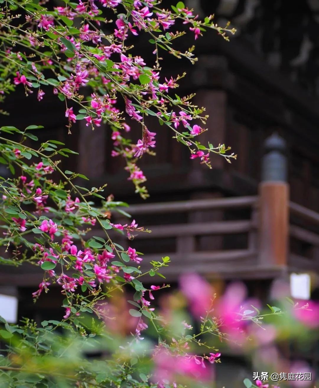 院子的生活才美好,一个装满生活气息的院子