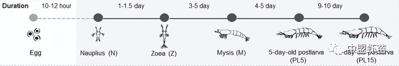 什么是螺旋藻？虾池添加螺旋藻的好处有哪些？养殖高手跟你揭露！