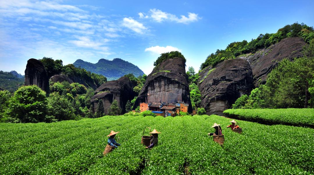 如何了解武夷山茶,探寻武夷