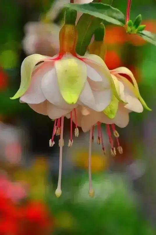 分享图片温暖大图,倒挂金钟花唯美视频