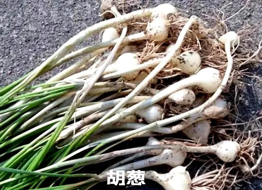 细香葱百合科多年生植物,百合科植物学