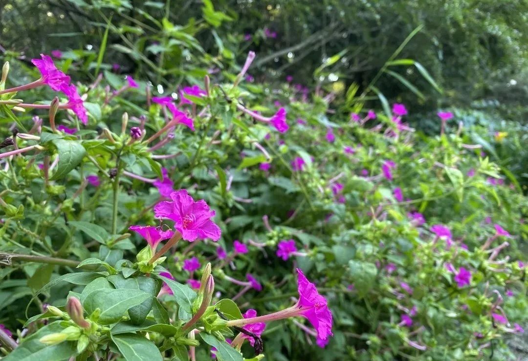 指甲花的图片和特征,干净耐看短指甲花