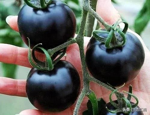 番茄转色不良用什么肥,番茄转色的六种表现