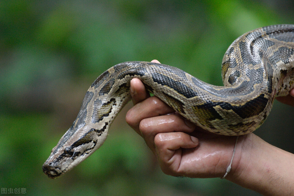 蟒蛇无法消化的东西,蟒蛇好几天不进食天天粘着人