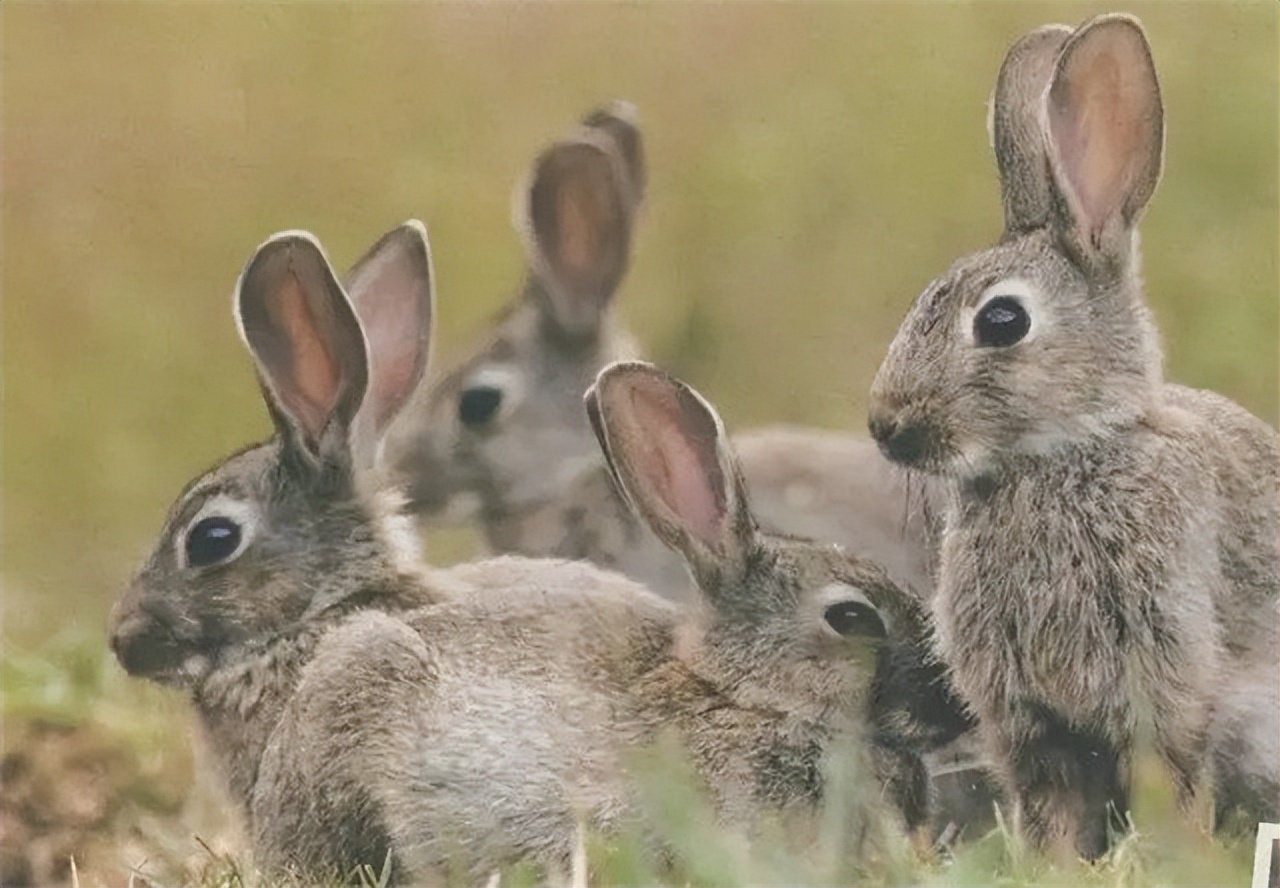 澳大利亚野兔泛滥为什么人不吃,澳洲野兔泛滥多达100亿只