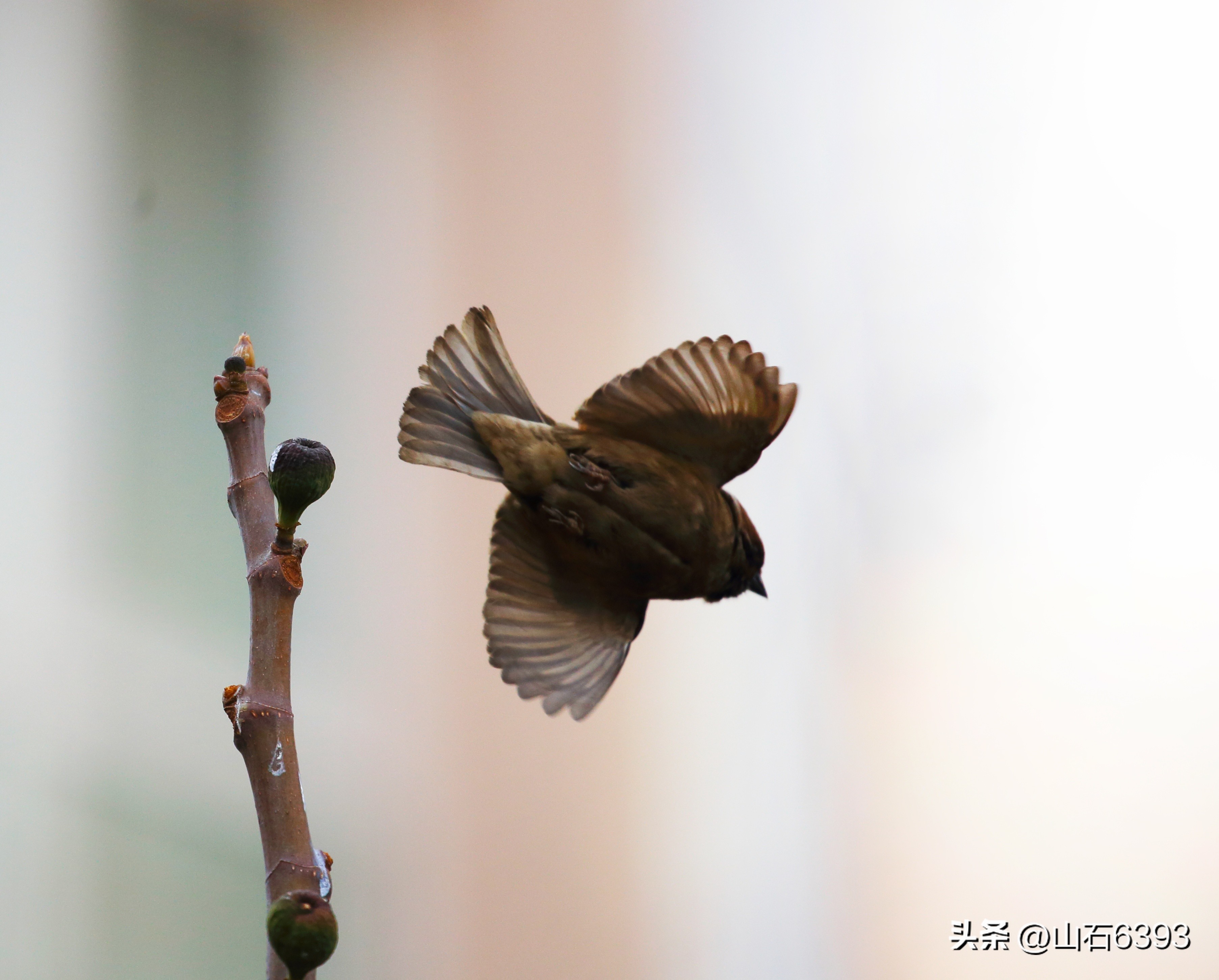 【战友美文】于天松：《麻雀，我爱你》（诗）