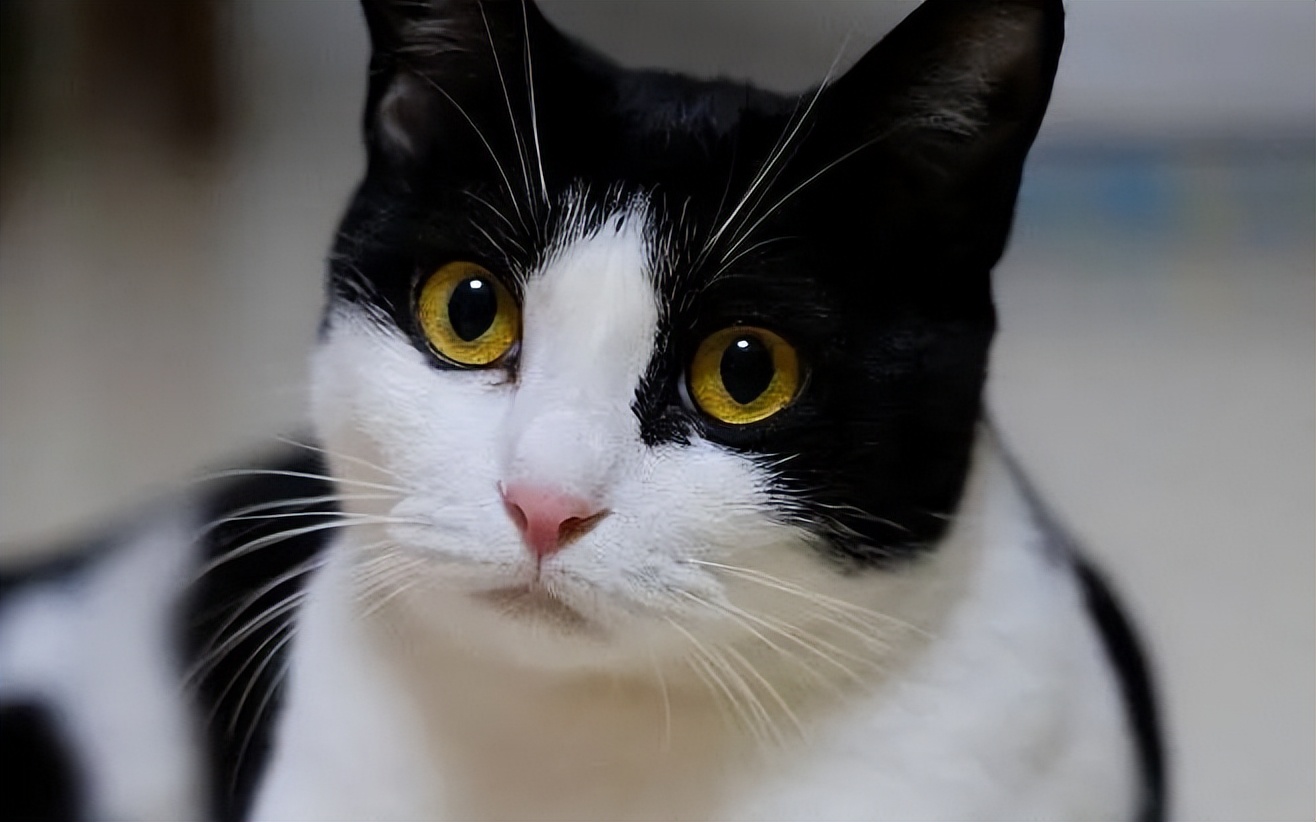 无良商家为了赚钱，竟剥猫皮做毛皮大衣…