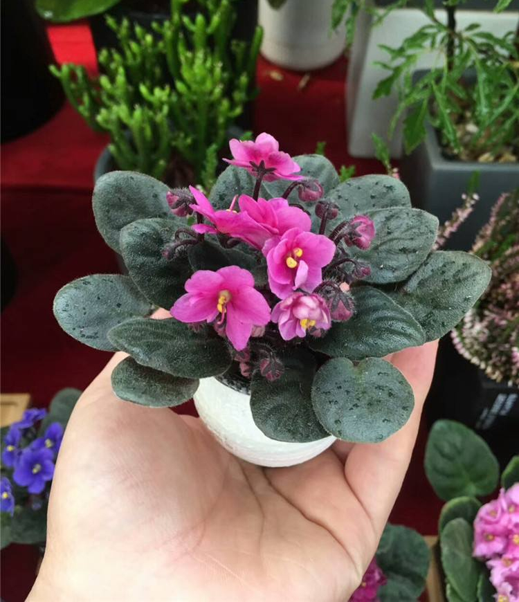 16种喜阴蔬菜,16种适合夏天养的花