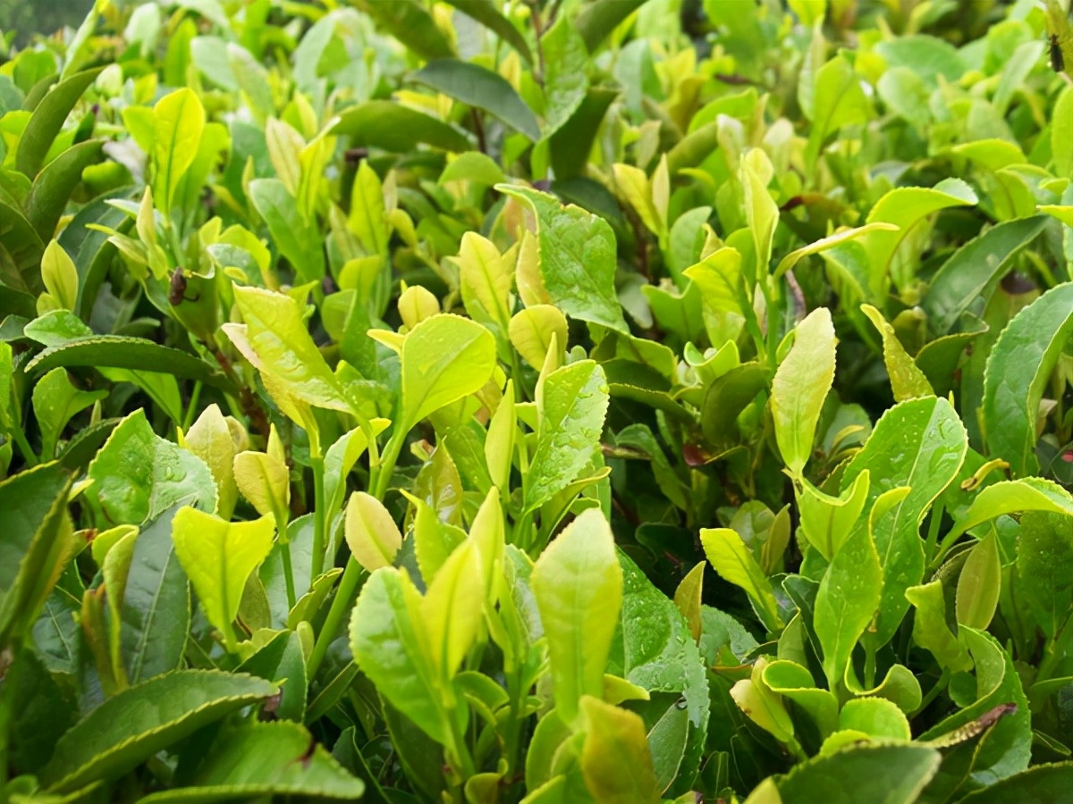 皖南皖北生活差异,皖南乡村生活